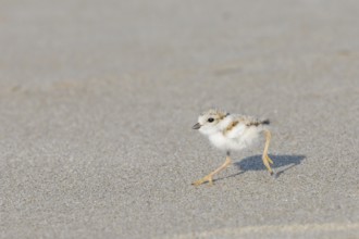 Piping Plover (Charadrius melodus) chick running on the beach, Massachusetts, USA