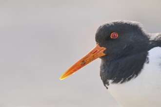 Eurasian oystercatcher (Haematopus ostralegus) portrait, on the beach, Düne, Helgoland,