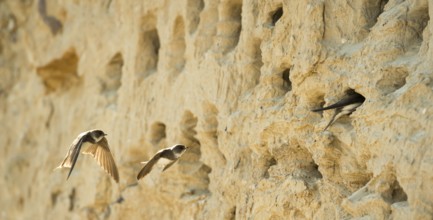 Three sand martins, nominate form, (Riparia riparia riparia) flying and sitting in front of