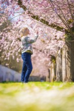 Woman enjoying the peace and beauty of the blossoming cherry trees, cherry blossom garden,