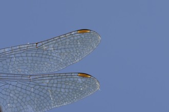Common darter dragonfly (Sympetrum striolatum) adult insect close up of a pair of wings in the