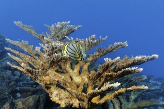 Meyers butterflyfish (Chaetodon meyeri) hiding in Acropora stony coral (Acropora), Great Barrier