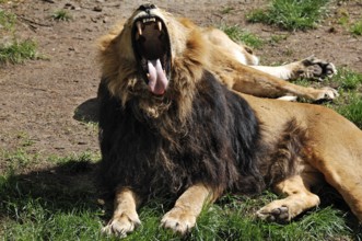 Yawning Asiatic Lion, Panthera leo persica, Nuremberg Zoo, Am Tiergarten 30, Nuremberg, Middle