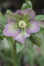 Lenzrose (Helleborus orientalis Hybride), Emsland, Lower Saxony, Germany
