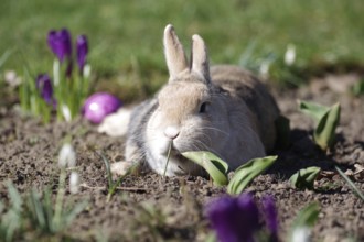 Rabbit (Oryctolagus cuniculus domestica), Easter, lying, crocuses, Easter egg, spring, A rabbit