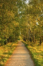 Country lane leads through a dreamy forest in the Lüneburg Heath nature park Park, Lower Saxony,