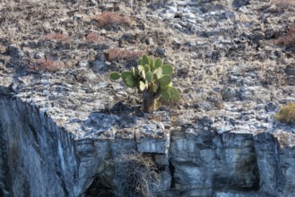 Opuntia leucotricha (Cactaceae), Bartolome, Galapagos, Ecuador