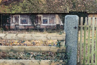 Ivy (Hedera helix) entwines itself around a wooden fence with an old farmhouse behind it, Otersen,