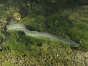 A European eel (Anguilla anguilla) gliding through a green, rocky environment at night, dive site