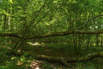 Hiking trail blocked by falling trees in the UNESCO World Heritage Site and Hainich National Park,