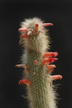 Cactus (Cleistocactus hyalacanthus, Cleistocactus jujuyensis) flowering, native to South America