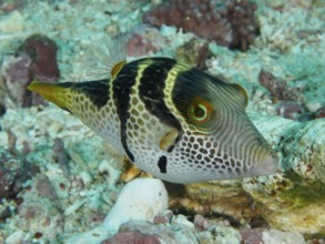 Fish with a stripe-like pattern, saddle point pufferfish (Canthigaster valentini), swimming over a