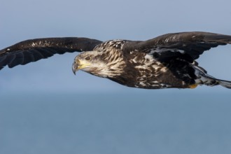 Bald Eagle Haliaeetus leucocephalus Homer, ALASKA, United States February Third year in flight.