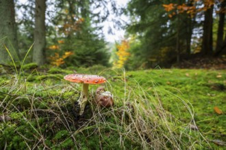 Fly agaric or fly amanita (Amanita muscaria) mushroom in a forest in autumn, Bavaria, Germany