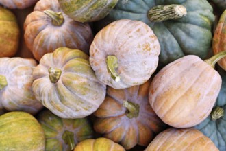 Mix of small colorfull Muscat pumpkin