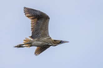 The eurasian bittern (Botaurus stellaris) in flight