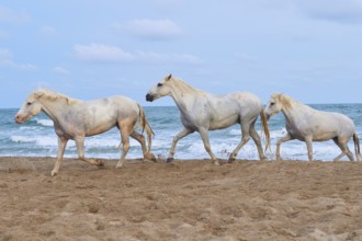 White Camargue horses galloping along the beach with the sea in the background and cloudy sky,
