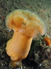 An orange-coloured clonal plumose anemone (Metridium senile) on the ocean floor, surrounded by