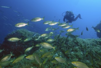 Diver looking at observed swims behind shoal of goldfish (Sarpa salpa) swimming over rocky reef,