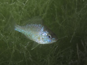 A small fish with shiny scales, pumpkinseed sunfish (Lepomis gibbosus), invasive species, swimming