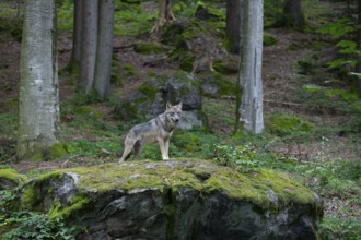 Wolf (Canis lupus) standing on a moss-covered rock and looking attentively, captive, Bavarian