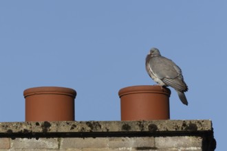 Wood pigeon (Columba palumbus) adult bird on an urban house chimney pot, England, United Kingdom
