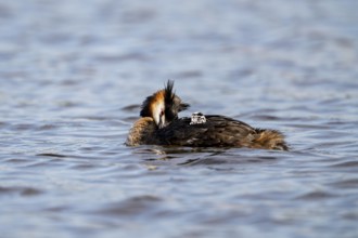 Great Crested Grebe (Podiceps scalloped ribbonfish), with chicks on its back, Vulkaneifel,
