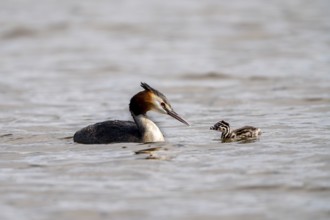 Great Crested Grebe (Podiceps Scalloped ribbonfish), with chicks, Vulkaneifel,
