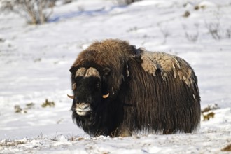 Musk ox (Ovibos moschatus) in the snow, Dovrefjell-Sunndalsfjella National Park, Norway
