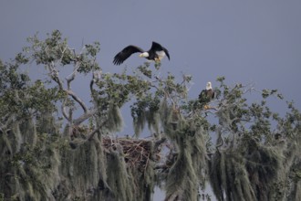 Bald Eagle (Haliaeetus leucocephalus), Florida, USA