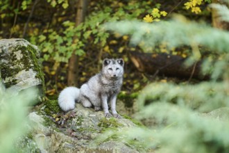 Arctic fox (Vulpes lagopus) on a rock, Bavaria, Germany