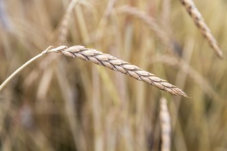 Spelt (Triticum spelta.), ear, Burggarten Cadolzburg, Bavaria, Germany