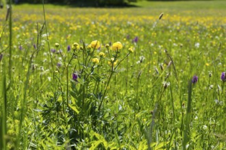 Trollflower (Trollius europaeus) and many other plants in bloom on the Klengel meadow on the
