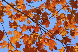 Autumn leaves (Acer), in warm and orange tones against a clear blue sky, autumn, Ontario, Canada