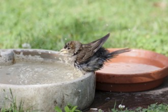 House sparrow (Passer domesticus), young bird, bird bath, cute, A young sparrow spits the water of
