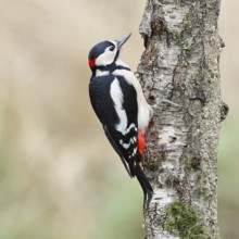 Great spotted woodpecker (Dendrocopos major) male foraging on the trunk of a grey birch (Betula