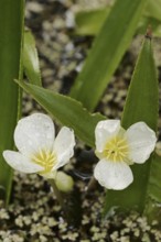 Crab claw or water aloe (Stratiotes aloides, Stratiotes aquatica), flowers, North Rhine-Westphalia,