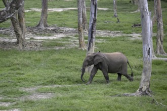 Forest elephant (Loxodonta cyclotis) in the Dzanga Bai forest clearing, Dzanga-Ndoki National Park,