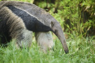 Giant anteater (Myrmecophaga tridactyla), captive, distribution South America