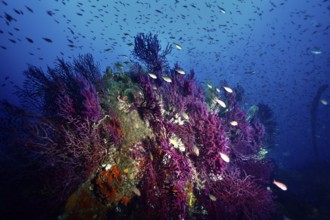 A school of fish swimming over a part of a wreck overgrown with Violescent sea-whip (Paramuricea