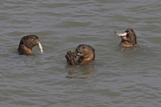 Smooth-coated Otters (Lutrogale perspicillata) eating fish corralled by the group, near Straits
