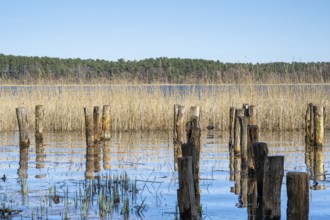 Wooden posts and reeds in Feisnecksee, Müritz National Park, Mecklenburg Lake District,