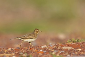 Skylark, Eurasian Sky Lark, Eurasian Skylark, Alauda arvensis, Alouette des champs, Alondra Com?n,