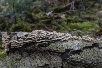 Shaggy layer mushroom (Stereum hirsutum) in the forest, Emsland, Lower Saxony, Germany