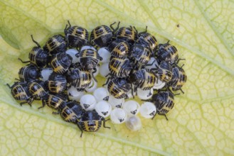 Egg clutches with larvae of the tree bug, forest guard (Arma custos) on a leaf, Hesse, Germany
