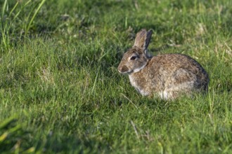 European rabbit, common rabbit (Oryctolagus cuniculus) sitting in grassland, meadow in spring