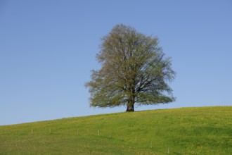 A single tree stands on a flowering hill under a clear blue sky without sun, copper beech (Fagus