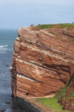 Red coloured sandstone, steep cliff coast of the offshore island of Heligoland, home of the