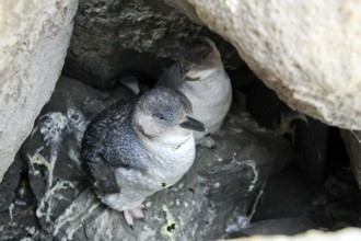 Little Penguin (Eudyptula minor), New South Wales, Australia