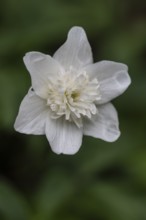 Double anemone (Anemone nemorosa flore pleno), Emsland, Lower Saxony, Germany